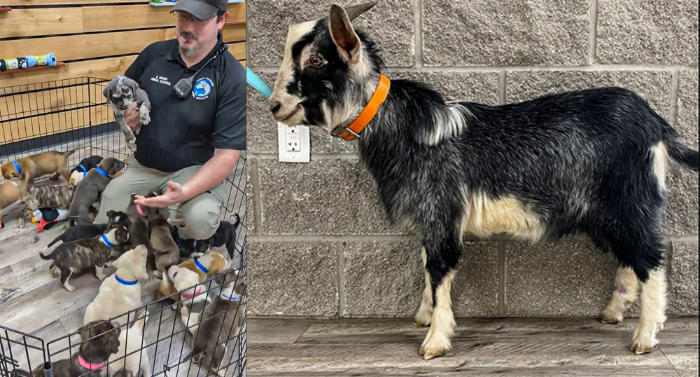 Animal Shelter Puppies and a Goat